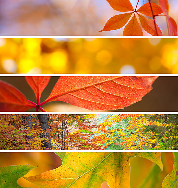 istock Set of Different Fall Banners - beautiful Autumn season 487068284