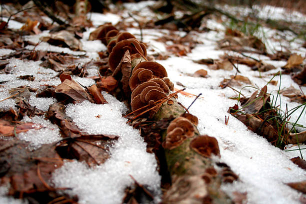 Fungi growing on a tree in a lush forest area on southern Vancouver Island.