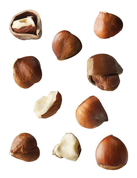 hazelnuts 白背景 - hazelnut nut seed pod ストックフォトと画像