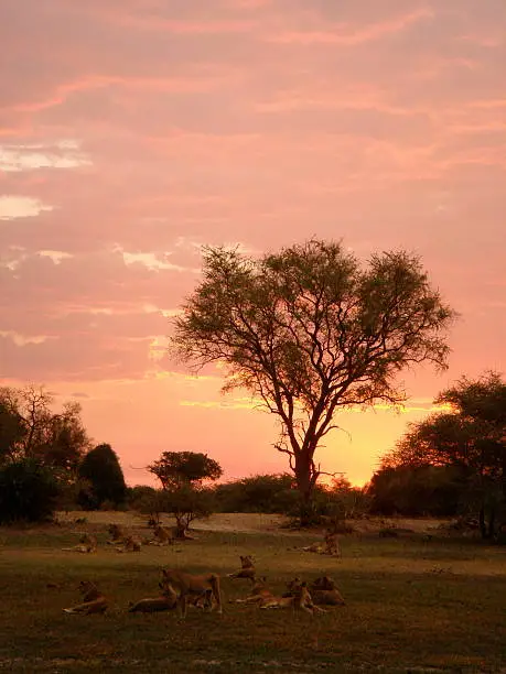 Lions at sunset