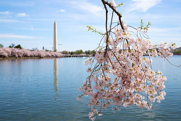 istock Washington DC Cherry Blossom Festival 487075133