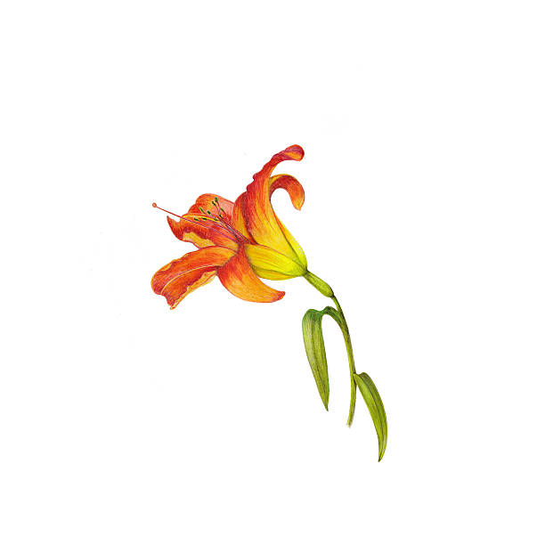 lily - orchid red flower head white background stock-grafiken, -clipart, -cartoons und -symbole