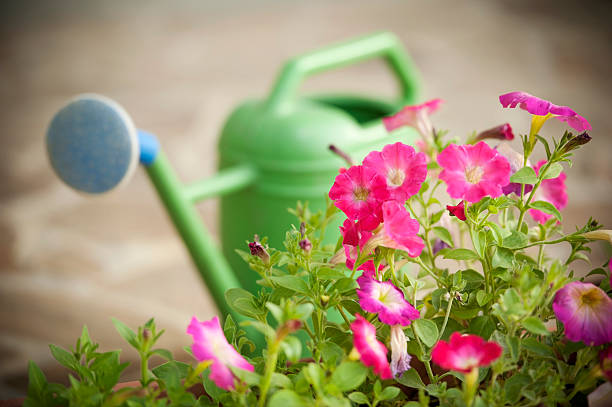 Purple petunias and watering can.