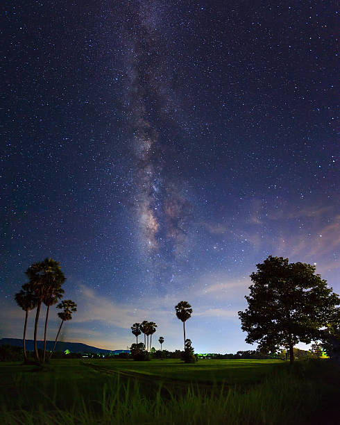 istock Silhouette of Tree and Milky Way. Long exposure photograph. 487076196
