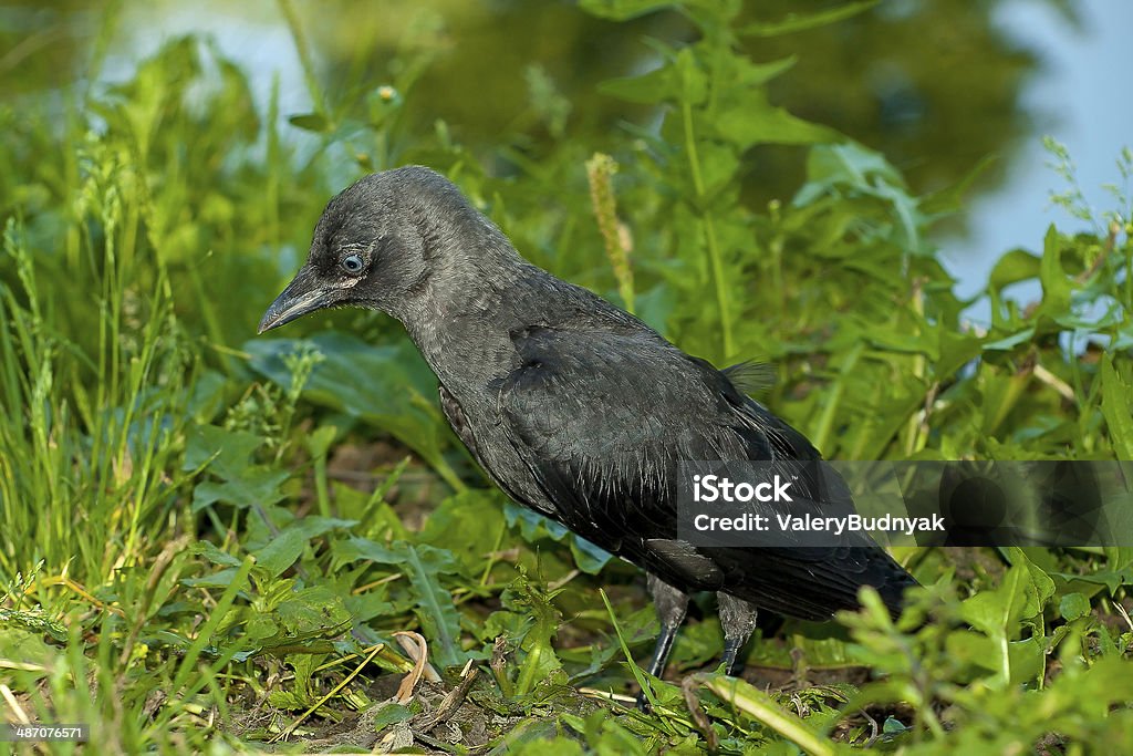 naturaleza - Foto de stock de Andar libre de derechos