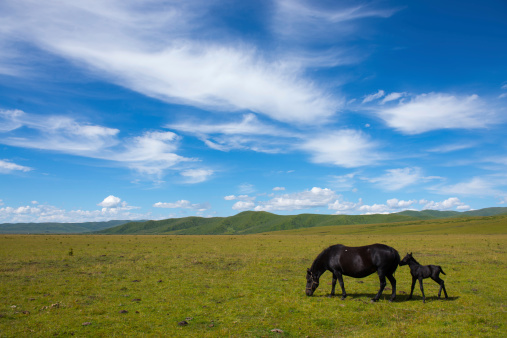 Beautiful horses grazing on meadow in mountains