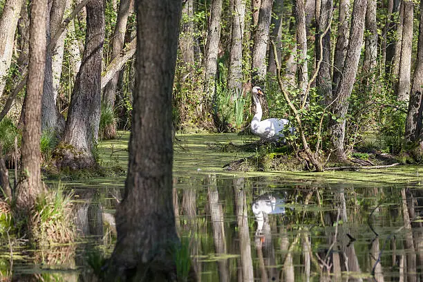 White swan at his nest in a swamp forest near Potsdam (Brandenburg, Germany).