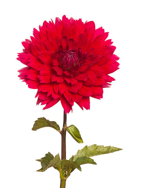 istock red dahlia on a long stalk 487077198