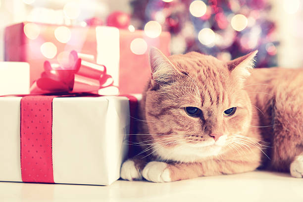 istock ginger British Shorthair cat in the Christmas interior 487077212