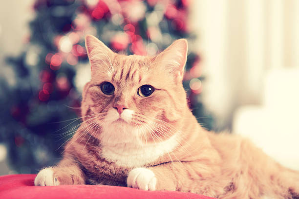 istock ginger British Shorthair cat in the Christmas interior 487077384
