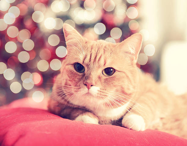istock ginger British Shorthair cat in the Christmas interior 487077390