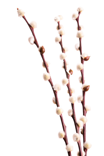 early spring willow catkins on white background