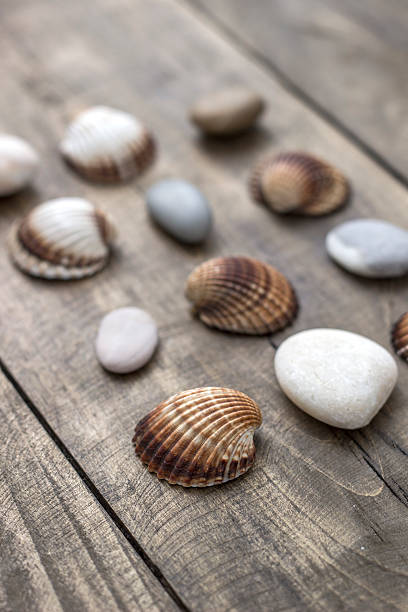 istock Sea shells and  pebbles on an old wooden plank 487078070