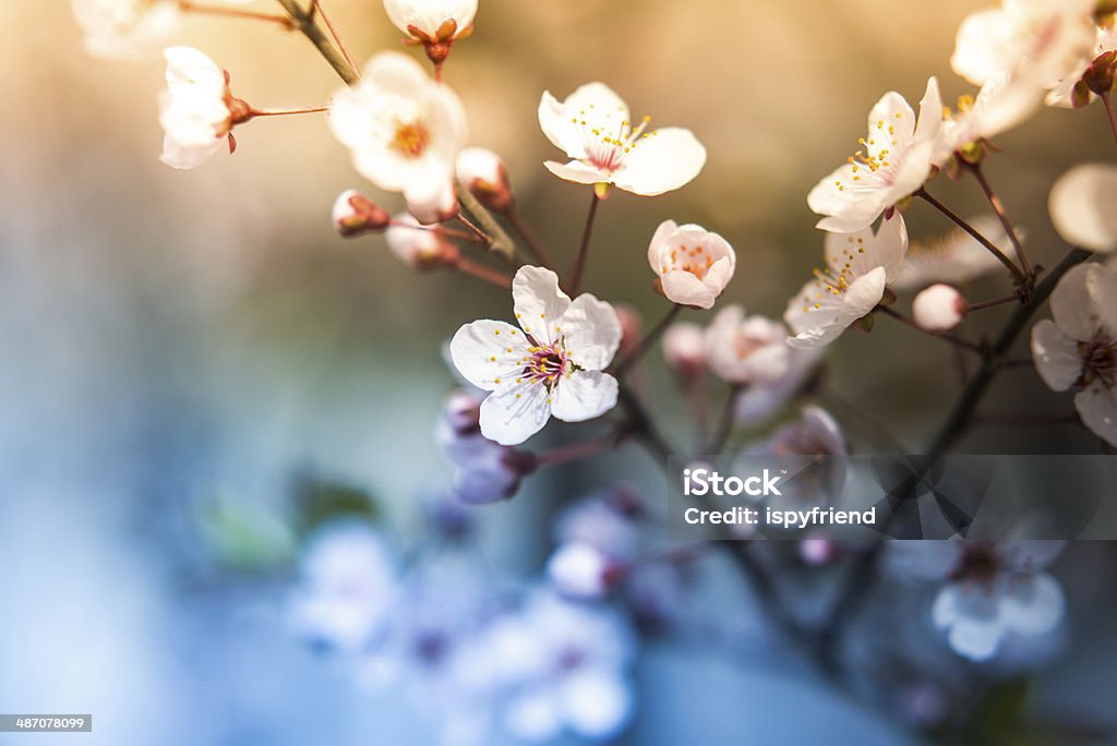 Cherry Blossom Sakura - Foto de stock de Flor de cerezo libre de derechos