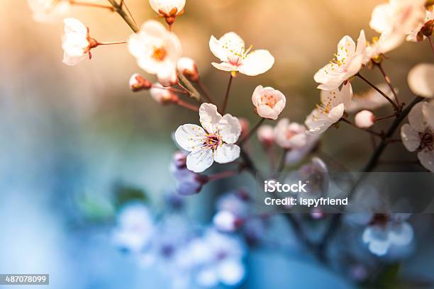 Cherry Blossom Sakura Foto de stock y más banco de imágenes de Flor de cerezo - Flor de cerezo, Salida del sol, Aire libre