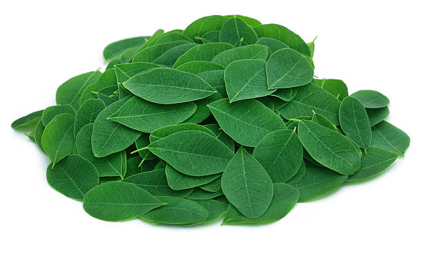 Moringa leaves Moringa leaves over white background moringa leaves stock pictures, royalty-free photos & images