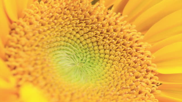 Sunflower 4K