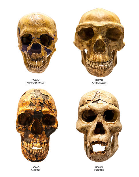 cráneo de fósiles de ecce erectus, sapiens, neanderthalis y antecessor - animal skull animal bone anatomy animal fotografías e imágenes de stock