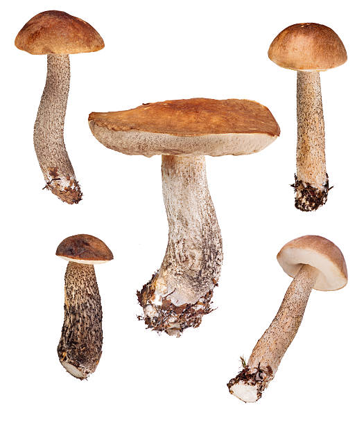 istock set of five  birch boletes on white 487078921