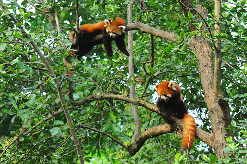 Red panda bear resting in tree
