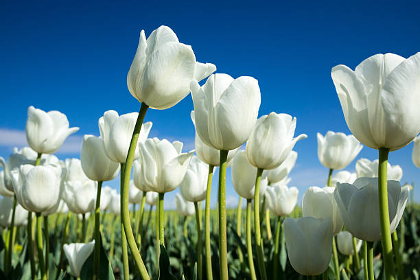 White Tulip A Bouquet of White Tulips. Close up. white tulips stock pictures, royalty-free photos & images