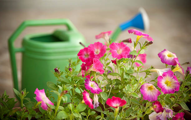 istock Petunias and Watering Can 487080965
