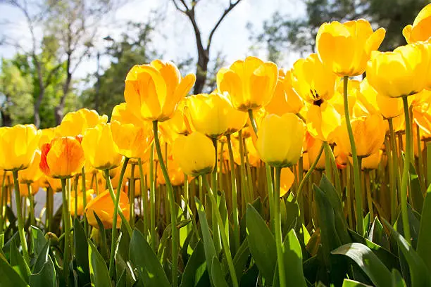 A Bouquet of YellowTulips. Close up.