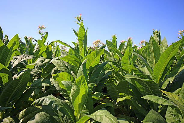 istock growing tobacco on a field 487081864