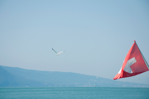 The Swiss Flag and a Soaring Ring-billed Gull