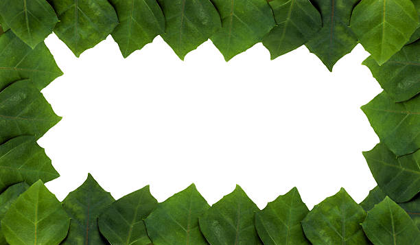 istock frame of rhoicissus rhomboidea leaf 487082051