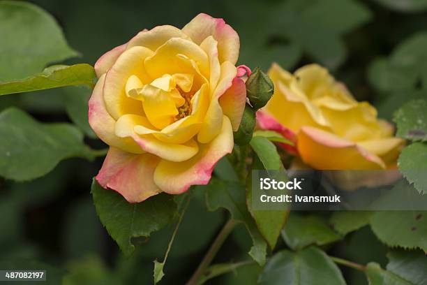 Photo libre de droit de Roses Jaunes banque d'images et plus d'images libres de droit de Amour - Amour, Arbre en fleurs, Beauté