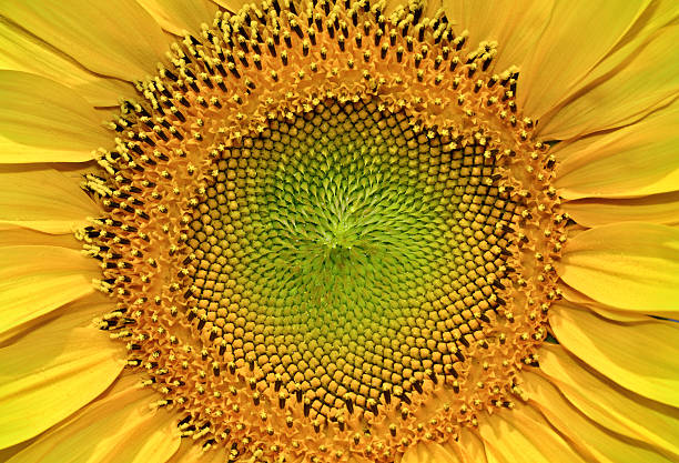 istock Structure of the seeds a young, blooming sunflower, close-up 487082220