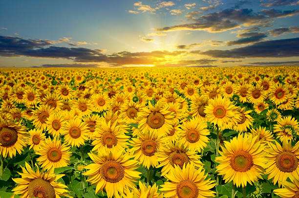 Large field of sunflowers on a background sunset sun Large field of sunflowers on a background sunset sun helianthus stock pictures, royalty-free photos & images