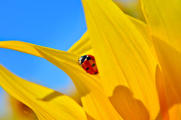 A DSLR close-up photo of a beautiful sunflower.  Other defocused sunflowers create a yellow background. Space for copy.