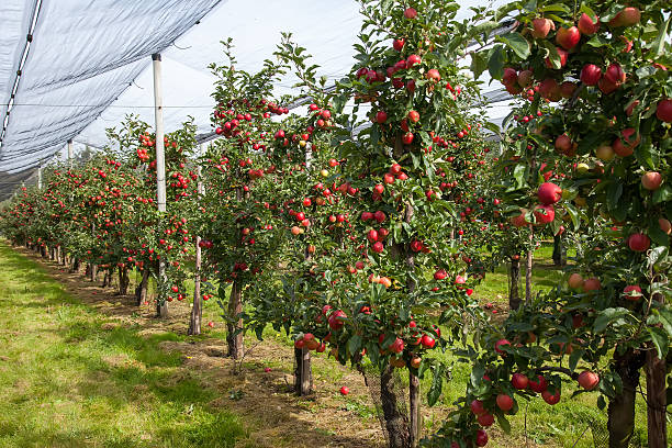 Cтоковое фото Apple дерево row