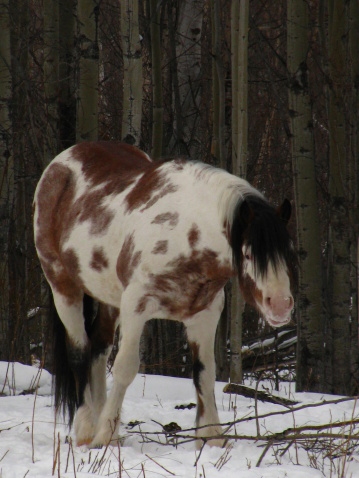 This colorful herd stallion kept a watchful eye on his mares.