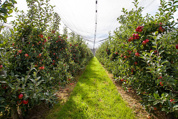 Organic Apple fazenda - foto de acervo
