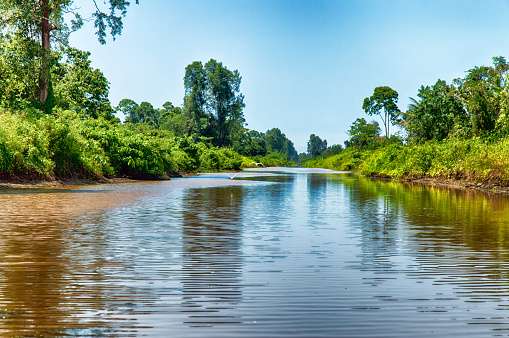 Matapica Swamps in Suriname,South America