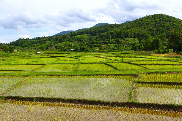 istock rice terrace at chiangmai , thailand 487085204