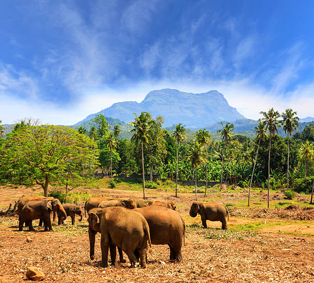 istock Elephants in park Pinawella on SriLanka 487085230