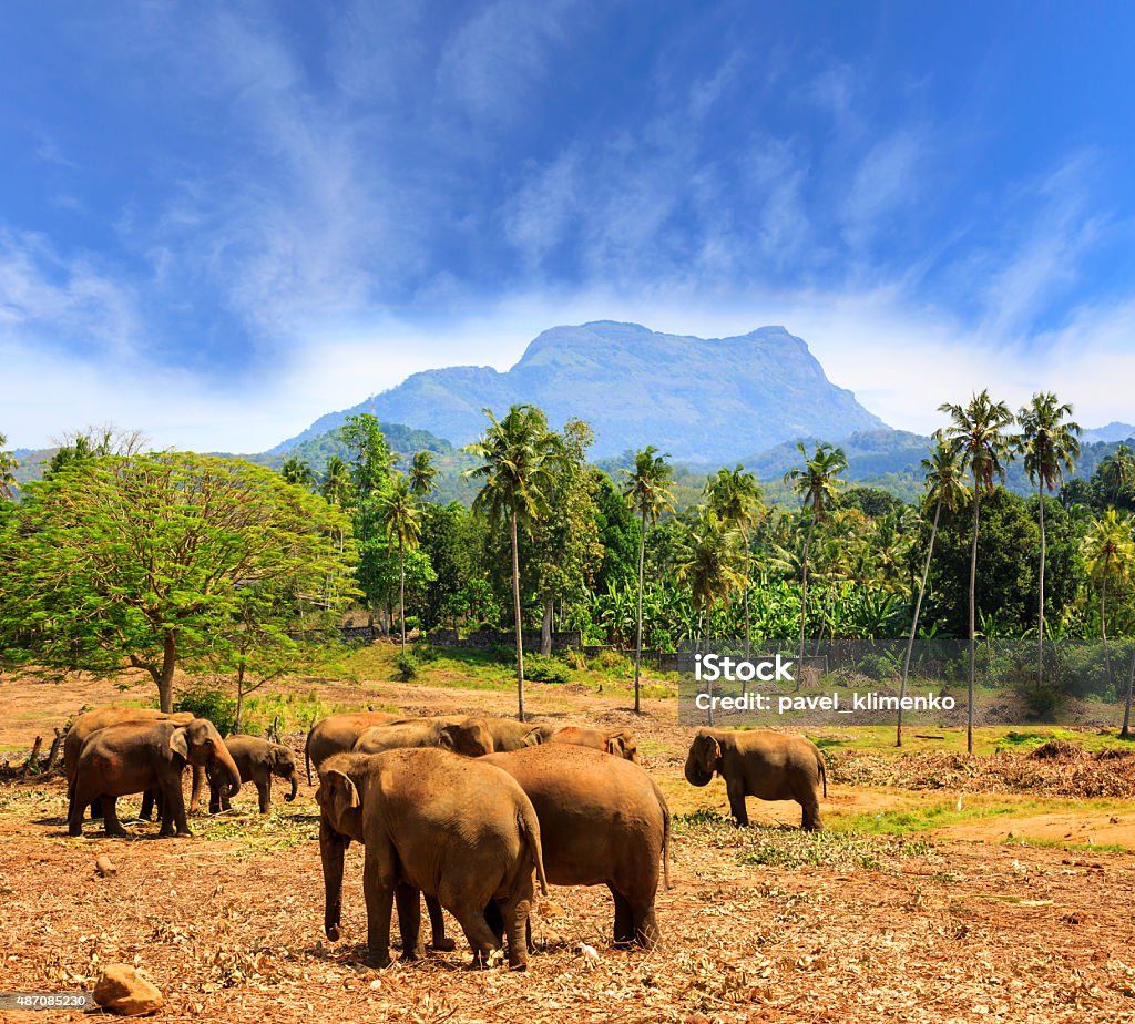 Elephants in park Pinawella on SriLanka Elephants in park Pinawella. SriLanka Sri Lanka Stock Photo