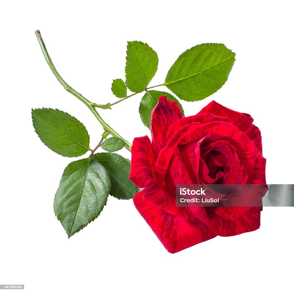 Beautiful Red Rose Stock Photo - Download Image Now - Rose ...