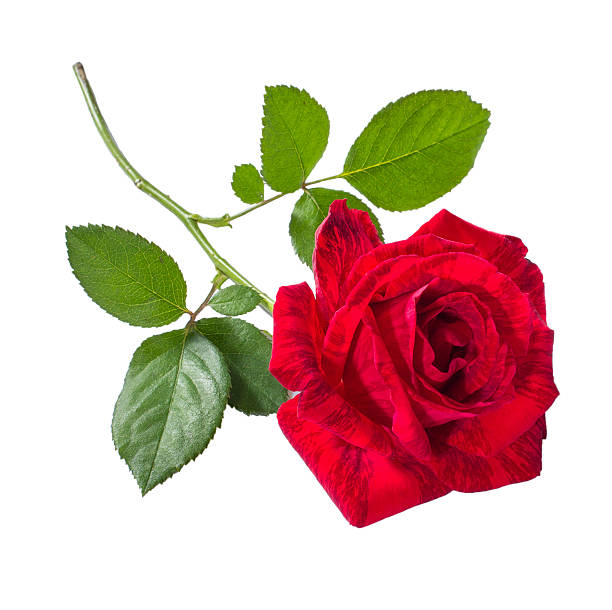 красивая красная роза - vibrant color valentines day weddings flowers стоковые фото и изображения