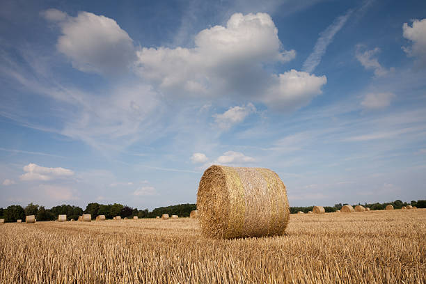 Germany, harvested field and straw bales