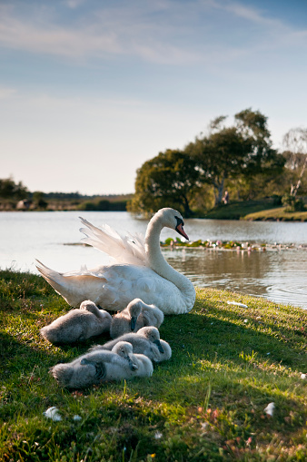 Swan next to a lake with new born signets