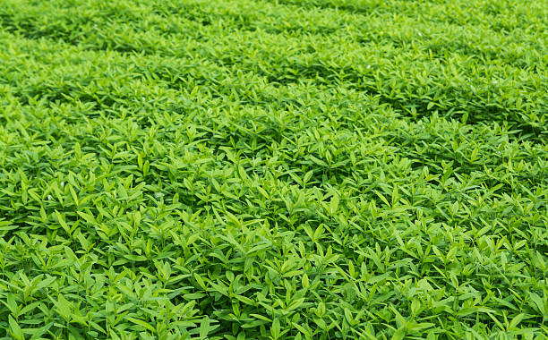 Crotalaria, cover crop keeps soil moisture Crotalaria, cover crop keeps soil moisture, improves damage farmland, treats sour and acid soil overcasting stock pictures, royalty-free photos & images