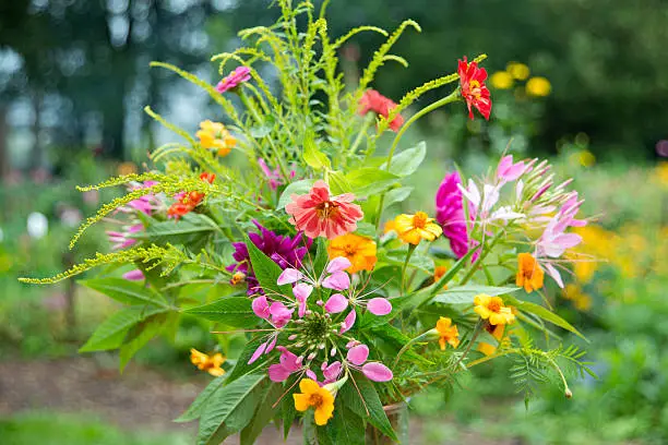 garden bouquet annuals, The Netherlands