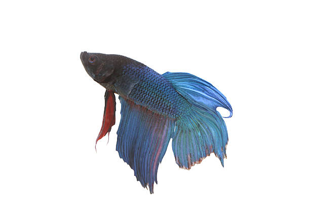 istock Blue and black Fighting Fish species Thailand. 487086882