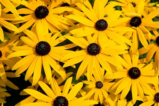 Black-eyed-susans floqwers in summer garden