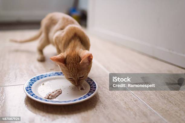 Kitten Eating Fish Stock Photo - Download Image Now - 2015, Animal, Animal Hair